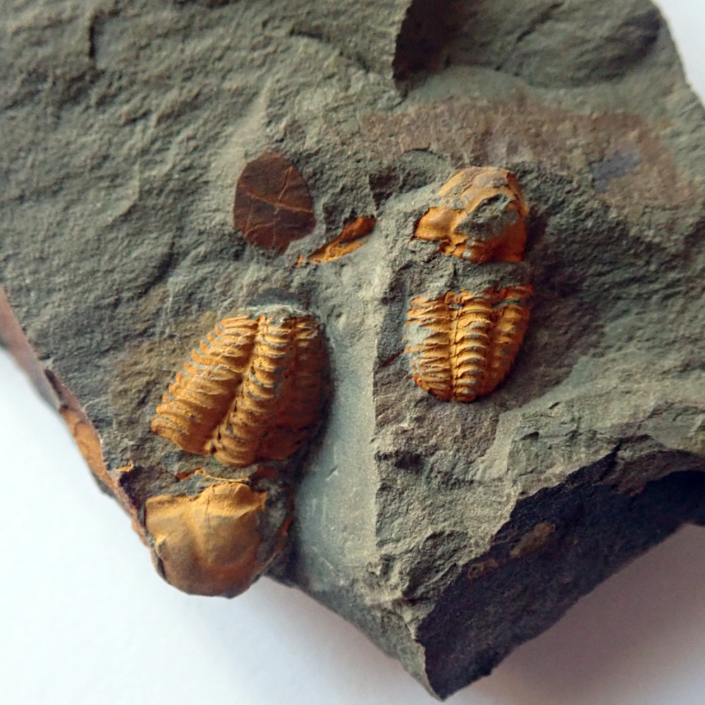 Velikost většího trilobita - 16 mm (sag), Skryje - Luh