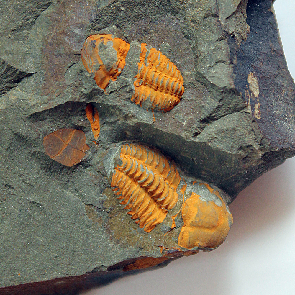 Velikost většího trilobita - 16 mm (sag), Skryje - Luh