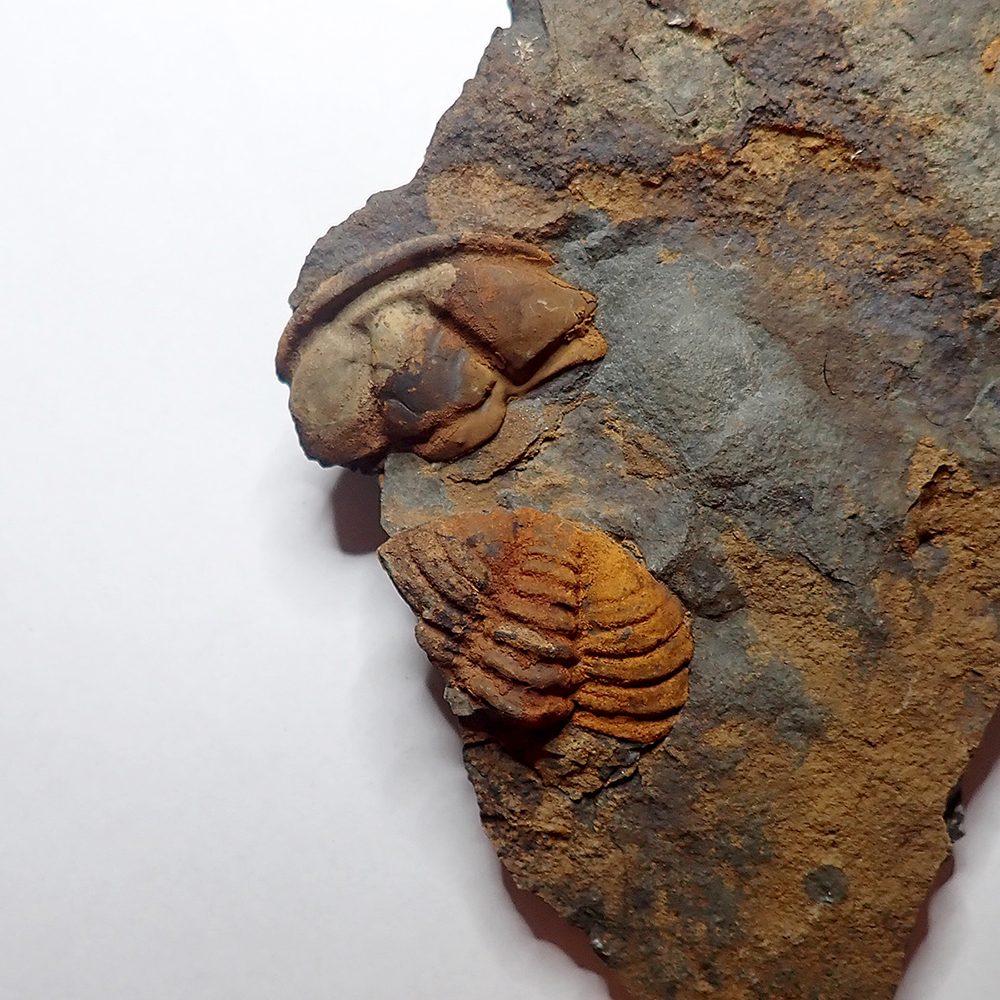Cranidium i pygidium 21 mm (sag), Skryje - Dubinky, 2024