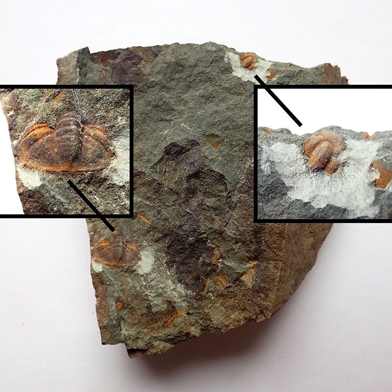 Pygidium - 6 mm (sag), vpravo hlavička trilobita Skreiaspis spinosa, Dlouhá hora, 2025