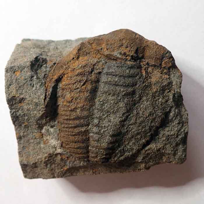 41 mm (sag), Týřovice