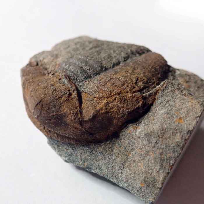 41 mm (sag), Týřovice