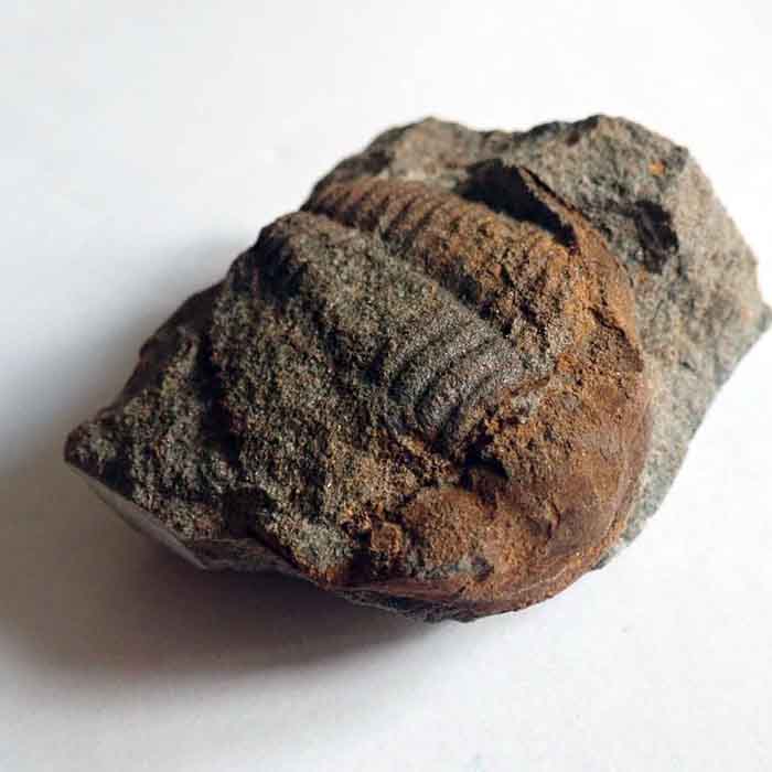 41 mm (sag), Týřovice