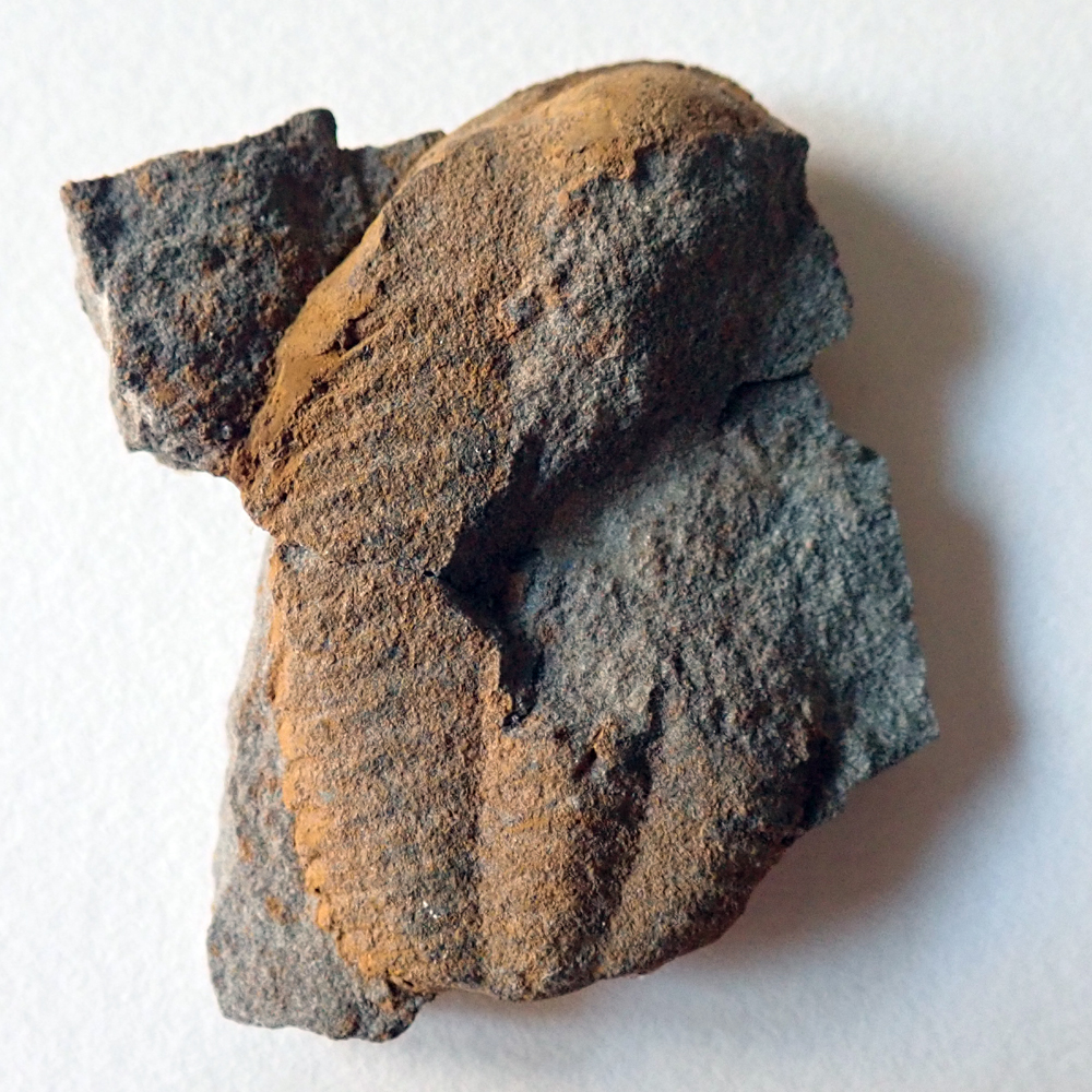 50 mm (sag), Týřovice