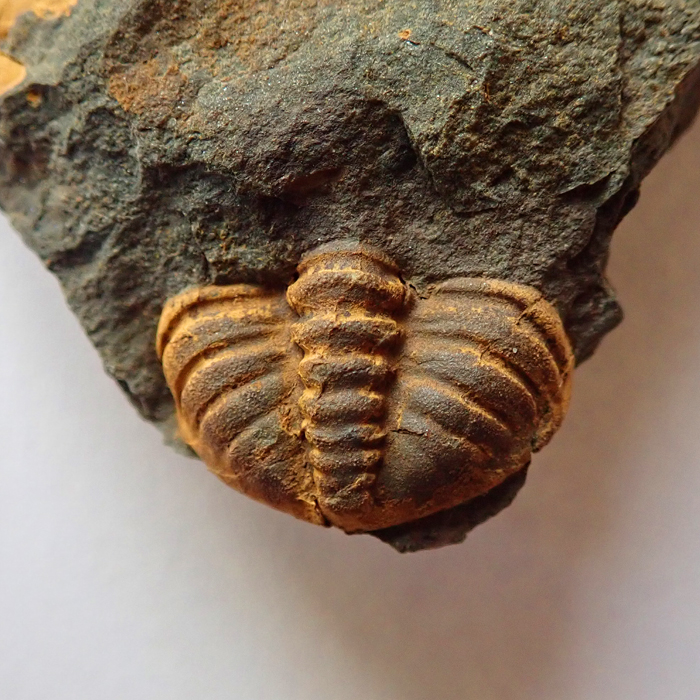 13 mm (sag), Skryje