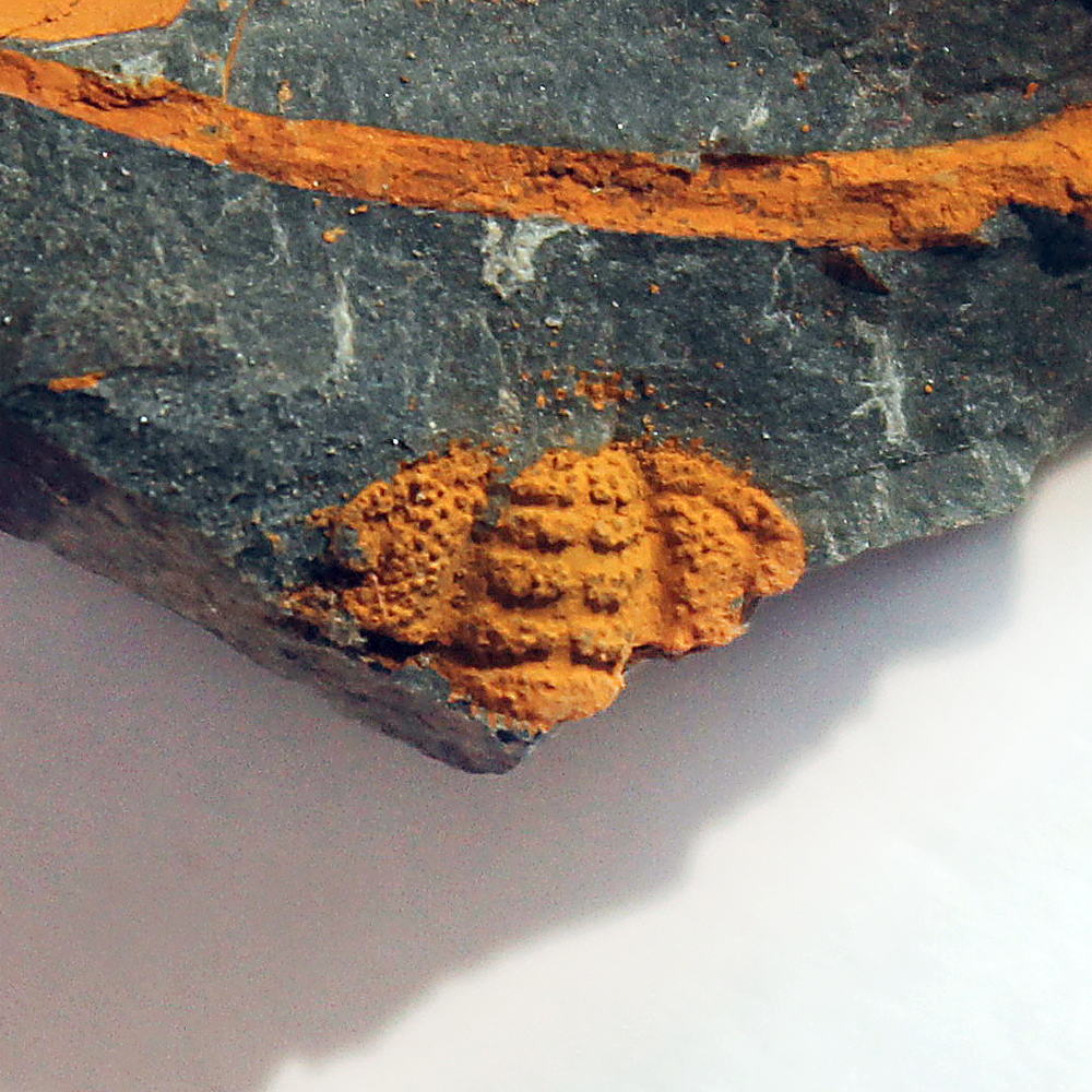 Cranidium trilobita Sao hirsuta se zřetelnými glabelárními rýhami a zachovalou granulací - 5 mm (sag), Luh - 2016