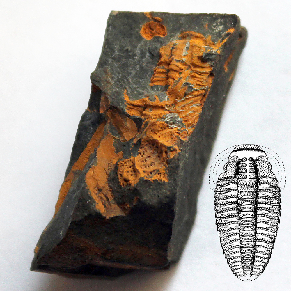 Rozplavené svlečky trilobita Sao hirsuta, Skryje - Luh, 2009