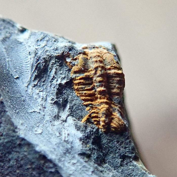 4 mm (sag), Karáskova rokle, 2022