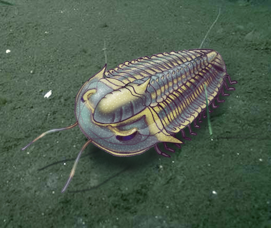 Solenopleurina tyrovicensis Růžička, 1938 - idealizovaná rekonstrukce