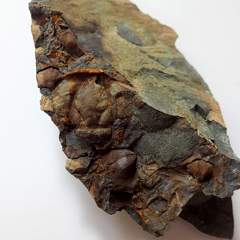 Kranidium - 19 mm (sag) v obležení brachiopodů druhu Bohemiella romingeri Barrande, 1848 †, Dlouhá hora, 2025