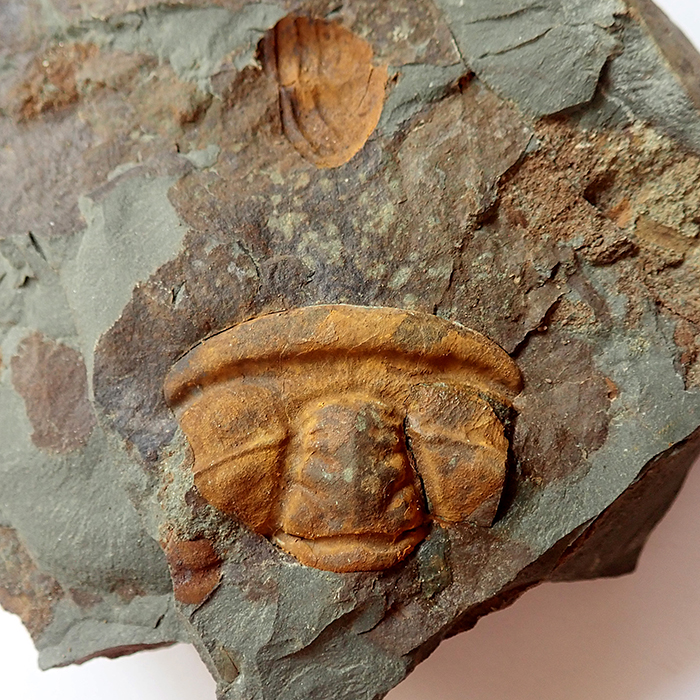 25 mm (sag), Skryje - Dlouhá hora, 2025
