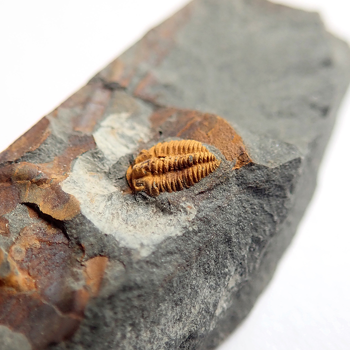 5 mm (sag), Karáskova rokle, 2025
