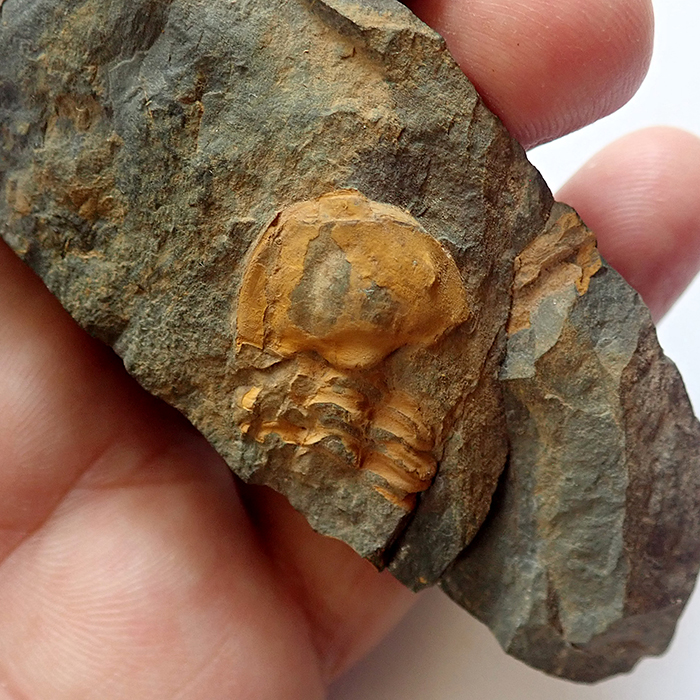 20 mm (sag), Skryje - Luh, 2025