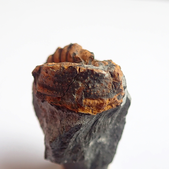 18 mm (sag), Karáskova rokle, 2025