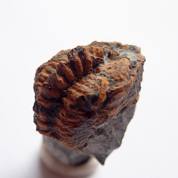 18 mm (sag), Karáskova rokle, 2025