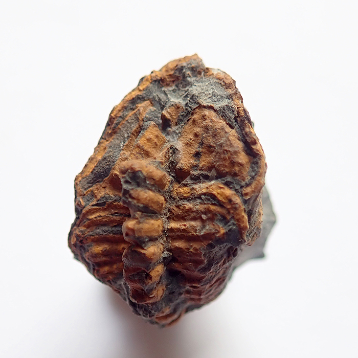18 mm (sag), Karáskova rokle, 2025