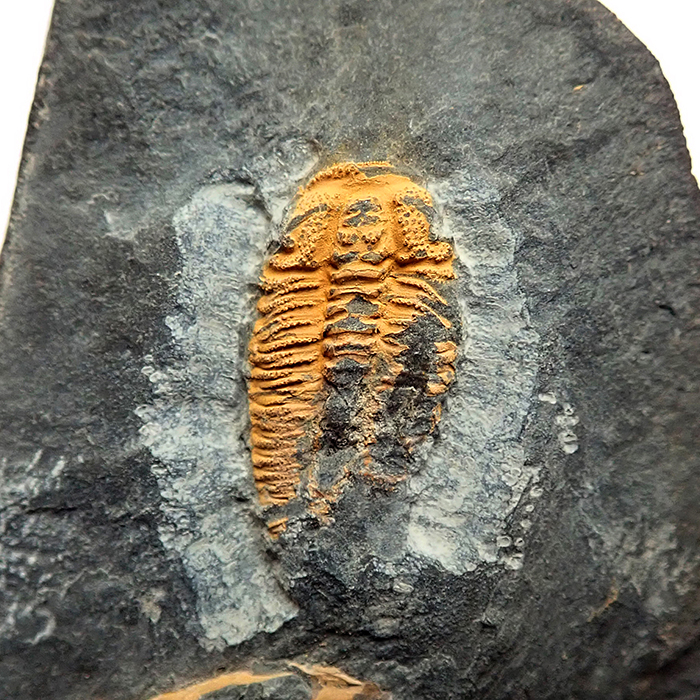15 mm (sag), Skryje - Luh, 2025